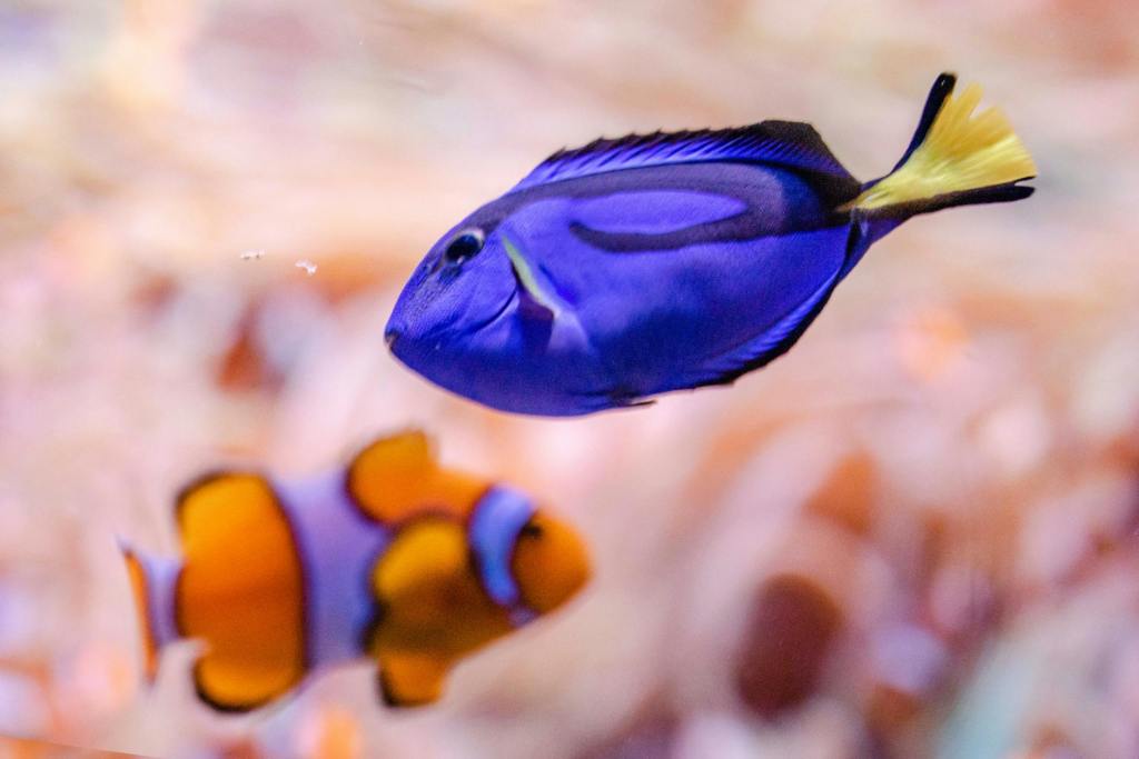 My Opinion vs. My Identity…What that has to do with “Finding&nbsp;Nemo”!