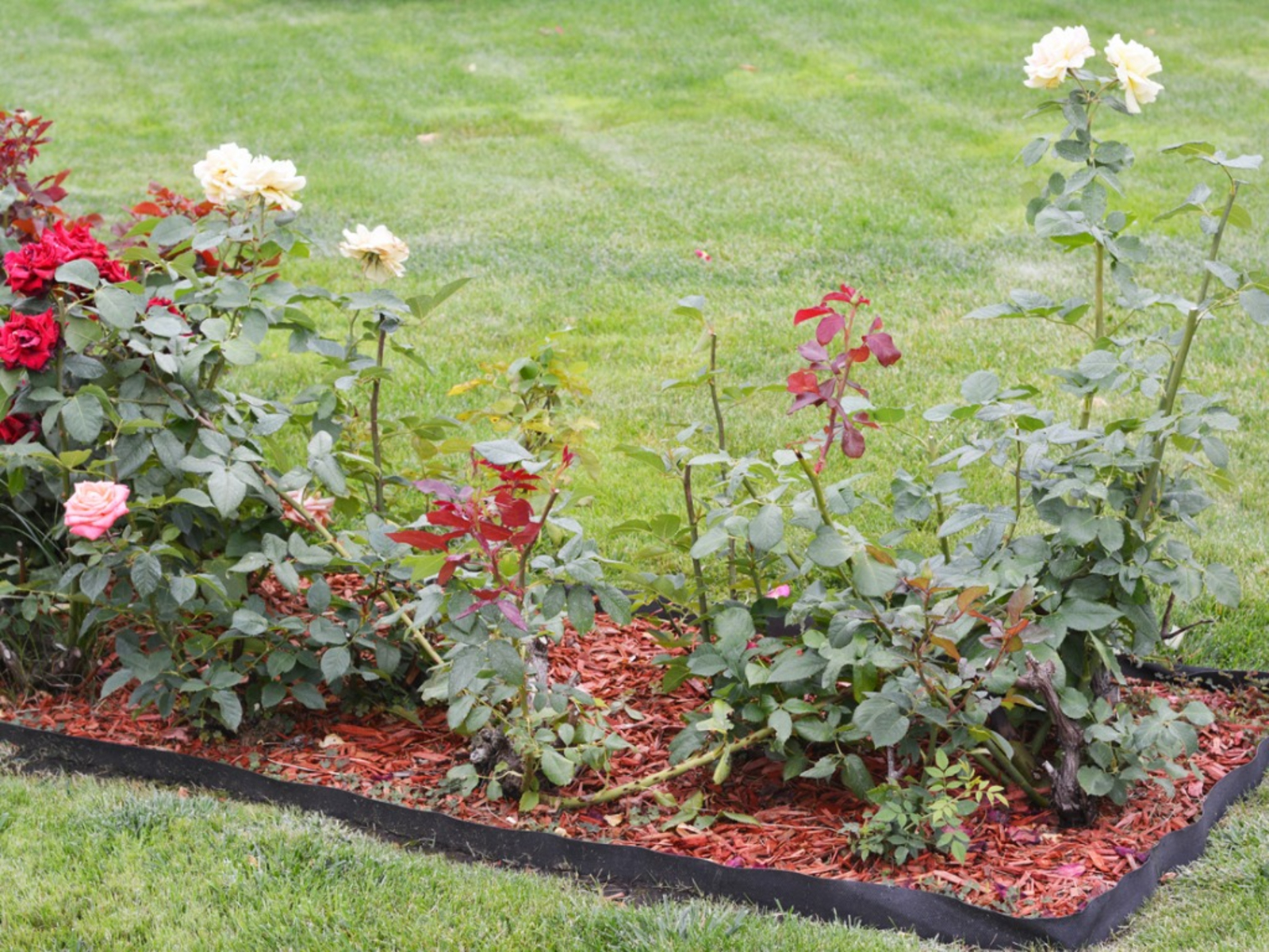 Do You Have A Garden?